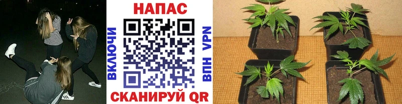МЕГА как зайти  Чернушка  Бошки марихуана конопля 